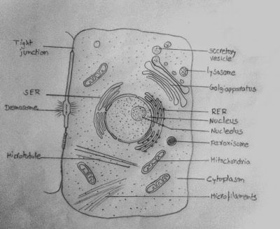 Animal Cell, Membrane Bound, Eukaryotic Structure, Organelles Present, Cytoplasm Fluid Drawing