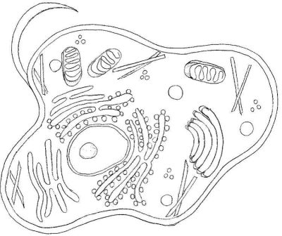 Animal Cell, Nucleus, Cytoplasm, Eukaryotic Structure, Membrane-Bound Organelles Drawing