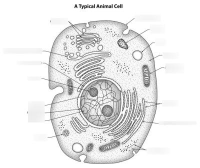 Animal Cell, Eukaryotic Structure, Membrane-Bound Organelles, Genetic Material, Cellular Metabolism Drawing