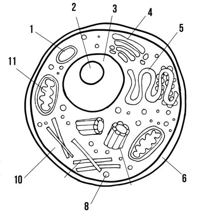 Animal Cell, Membrane Bound, Eukaryotic Structure, Organelles Present, Cytoplasm Fluid Drawing