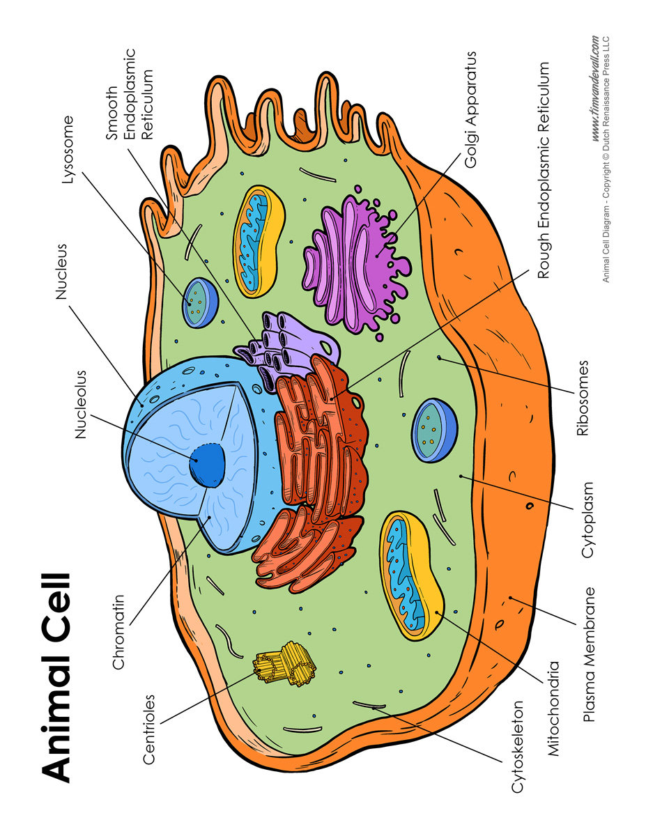 Animal Cell Drawing Intricate Artwork