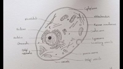 Animal Cell, Cytoplasm, Eukaryotic Structure, Nucleus, Membrane-Bound Organelles Drawing