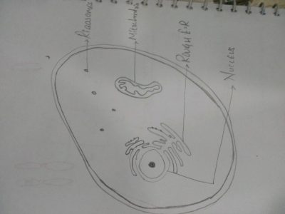 Animal Cell, Cellular Organelles, Membrane-Bound, Metabolic Functions, Eukaryotic Structure Drawing