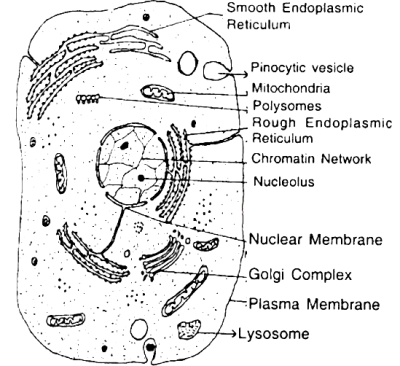 Animal Cell, Membrane Bound, Cytoplasm Filled, Organelles Present, Eukaryotic Structure Drawing