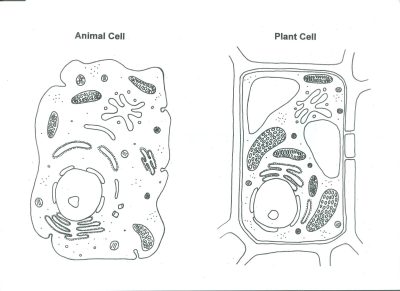 Animal Cell, Cellular Organelles, Membrane-Bound, Metabolic Functions, Eukaryotic Structure Drawing