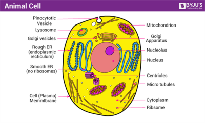 Animal Cell, Eukaryotic Structure, Membrane-Bound Organelles, Genetic Material, Cellular Metabolism Drawing