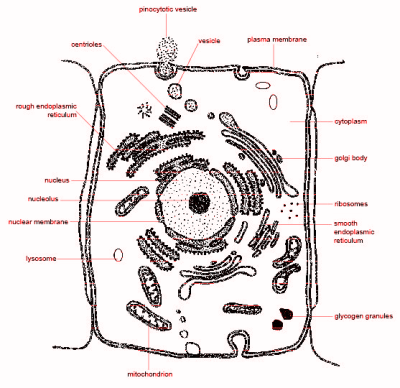 Animal Cell, Eukaryotic Structure, Membrane-Bound Organelles, Genetic Material, Cellular Metabolism Drawing