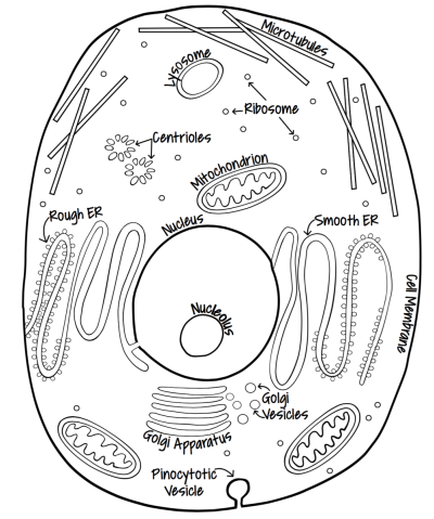 Animal Cell, Cytoplasm, Eukaryotic, Organelles, Membrane-Bound Drawing