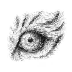 Animal Eye Drawing Amazing Sketch