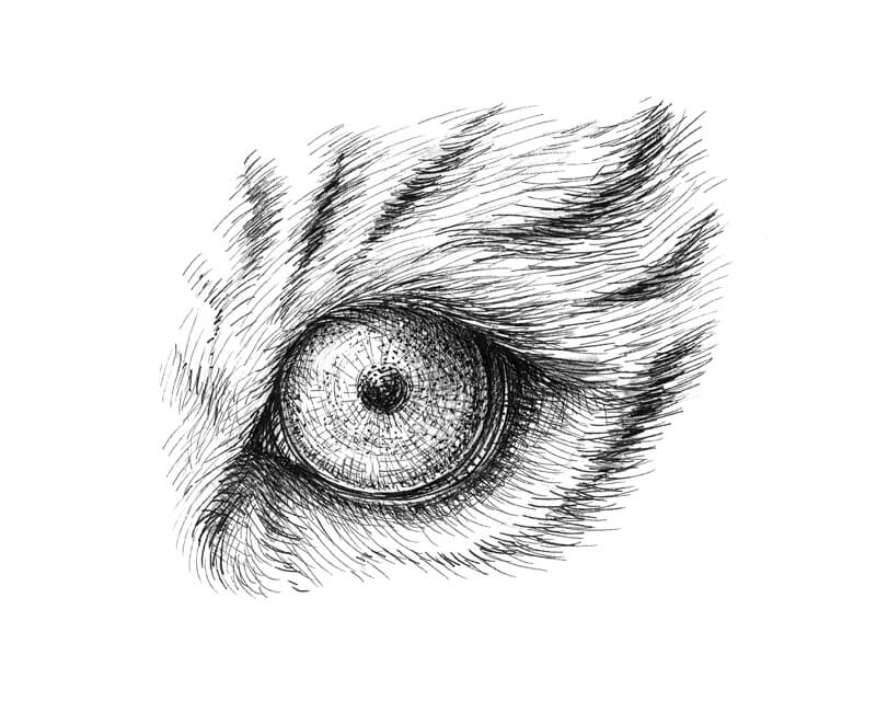 Animal Eye Drawing Amazing Sketch