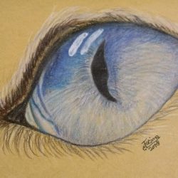 Animal Eye Drawing Detailed Sketch