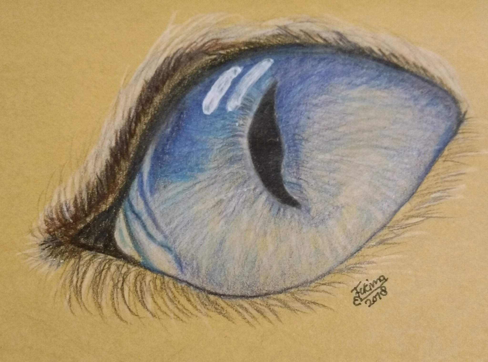 Animal Eye Drawing Detailed Sketch