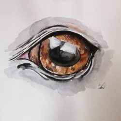 Animal Eye Drawing Hand drawn Sketch