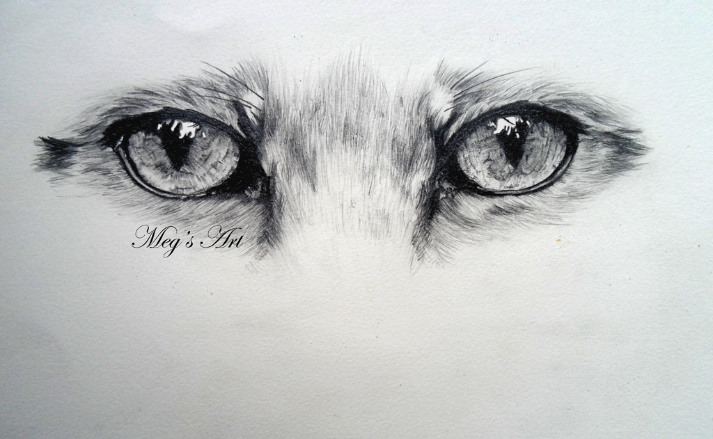 Animal Eye Drawing Hand drawn