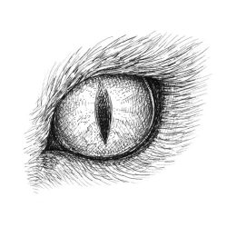 Animal Eye Drawing Image