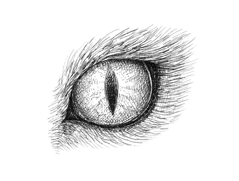 Animal Eye Drawing Image