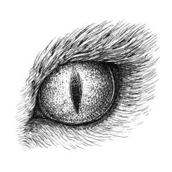 Animal Eye Drawing Photo