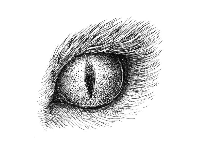 Animal Eye Drawing Photo