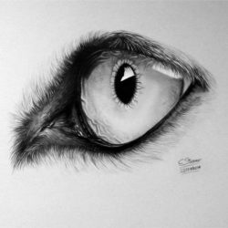 Animal Eye Drawing Realistic Sketch