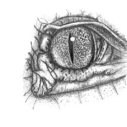 Animal Eye Drawing Sketch