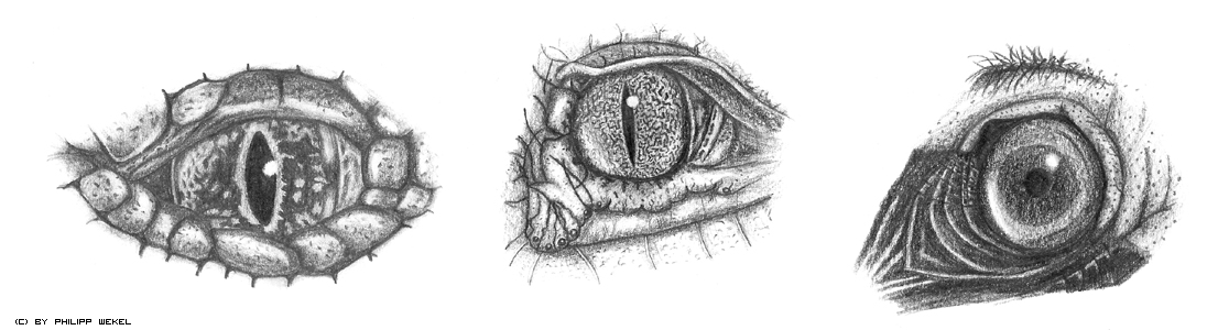 Animal Eye Drawing Sketch