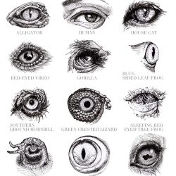 Animal Eye Drawing Stunning Sketch