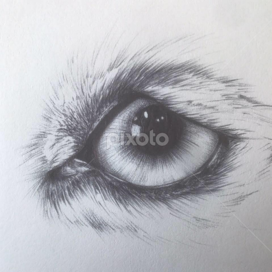 Animal Eye Drawing