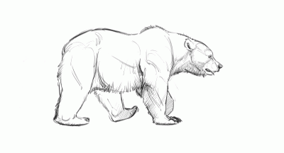 Animal, Fauna, Wildlife, Beast, Creature Drawing