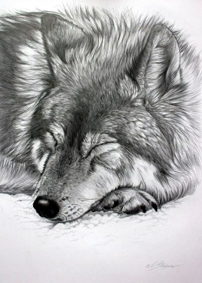 Animal Kingdom, Animal Behavior, Animal Habitat, Animal Conservation, Animal Rights Drawing