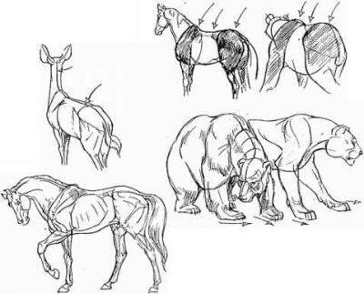 Animal, Fauna, Wildlife, Beast, Creature Drawing