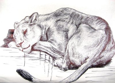 Animal Kingdom, Animal Habitat, Animal Species, Animal Conservation, Animal Behavior Drawing