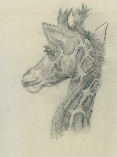 Animal Kingdom, Animal Welfare, Animal Habitat, Animal Communication, Animal Behavior Drawing