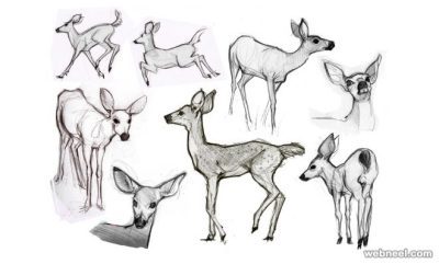 Animal Kingdom, Animal Habitat, Animal Species, Animal Conservation, Animal Behavior Drawing