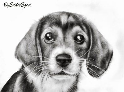 Animal Kingdom, Animal Welfare, Animal Habitat, Animal Communication, Animal Behavior Drawing