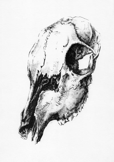 Animal Skull, Wildlife Anatomy, Archaeological Significance, Bone Structure, Fossil Analysis Drawing