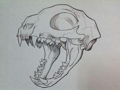 Animal Skull, Intricate Design, Natural Curiosity, Unique Structure, Fossilized Remains Drawing