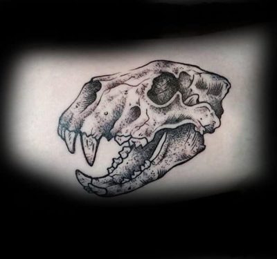 Animal Skull, Bone Structure, Natural History, Wildlife Remains, Osteological Study Drawing