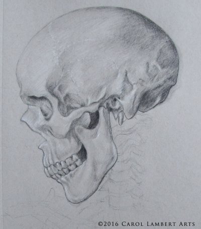 Animal Skull, Wildlife Anatomy, Archaeological Significance, Bone Structure, Fossil Analysis Drawing