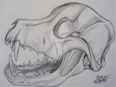 Animal Skull, Bone Structure, Natural History, Fossil Remains, Wildlife Anatomy Drawing