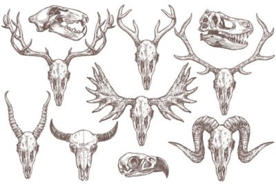 Animal Skull, Bone Structure, Osteological Specimens, Natural Curiosities, Wildlife Remains Drawing