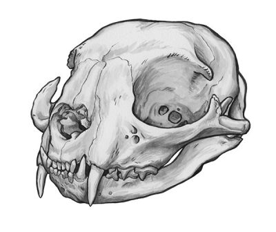 Animal Skull, Bone Structure, Osteological Specimens, Natural Curiosities, Wildlife Remains Drawing