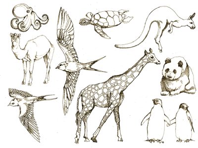 Animals, Fauna, Wildlife, Creatures, Beasts Drawing