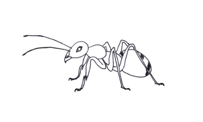 Ant Colony, Ant Behavior, Ant Species, Ant Habitat, Ant Communication Drawing