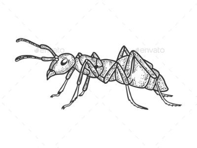 Ant Colony, Ant Anatomy, Ant Species, Ant Communication, Ant Behavior Drawing