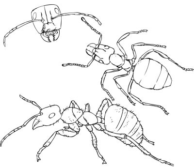 Ant Colony, Ant Species, Ant Communication, Ant Behavior, Ant Anatomy Drawing