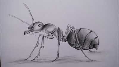 Ant Colony, Ant Anatomy, Ant Species, Ant Communication, Ant Behavior Drawing