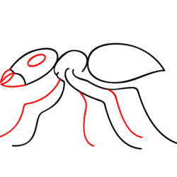 Ant Drawing Art