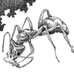 Ant Drawing Detailed Sketch