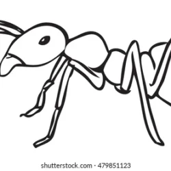 Ant Drawing Fine Art