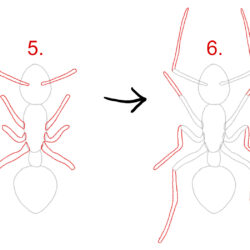 Ant Drawing Hand drawn Sketch